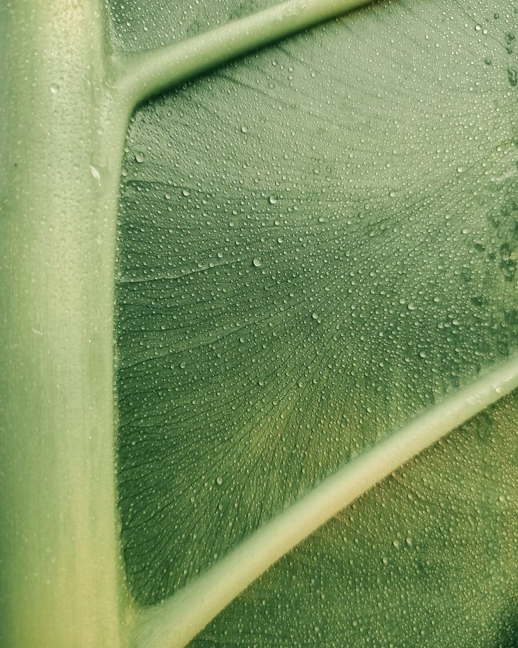 Why Plant-Based Skincare Is the Natural Choice for Healthy, Radiant Skin.